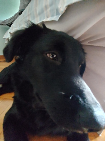 close-up photo of a black dog with his snout dominating the foreground